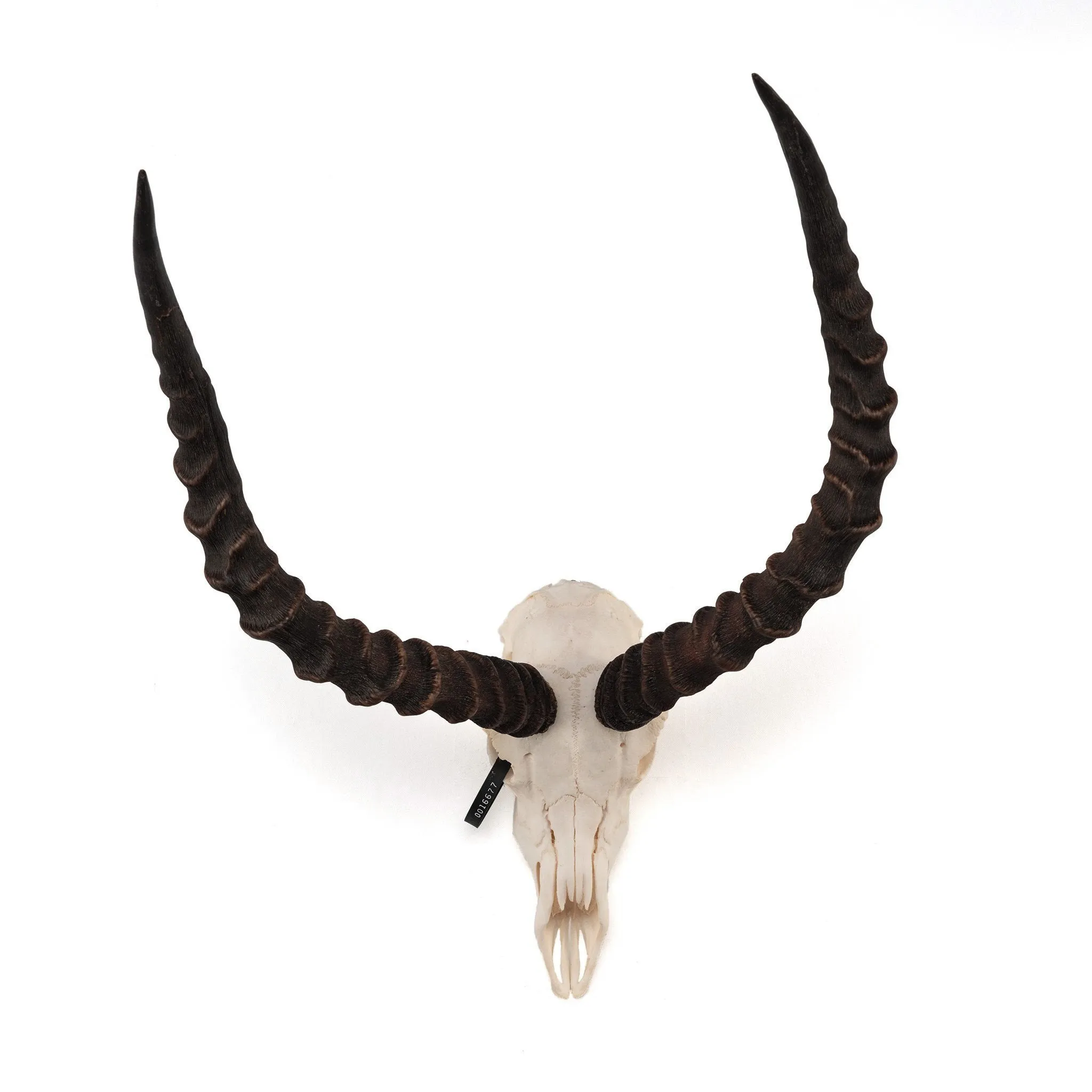 Real Impala Skull