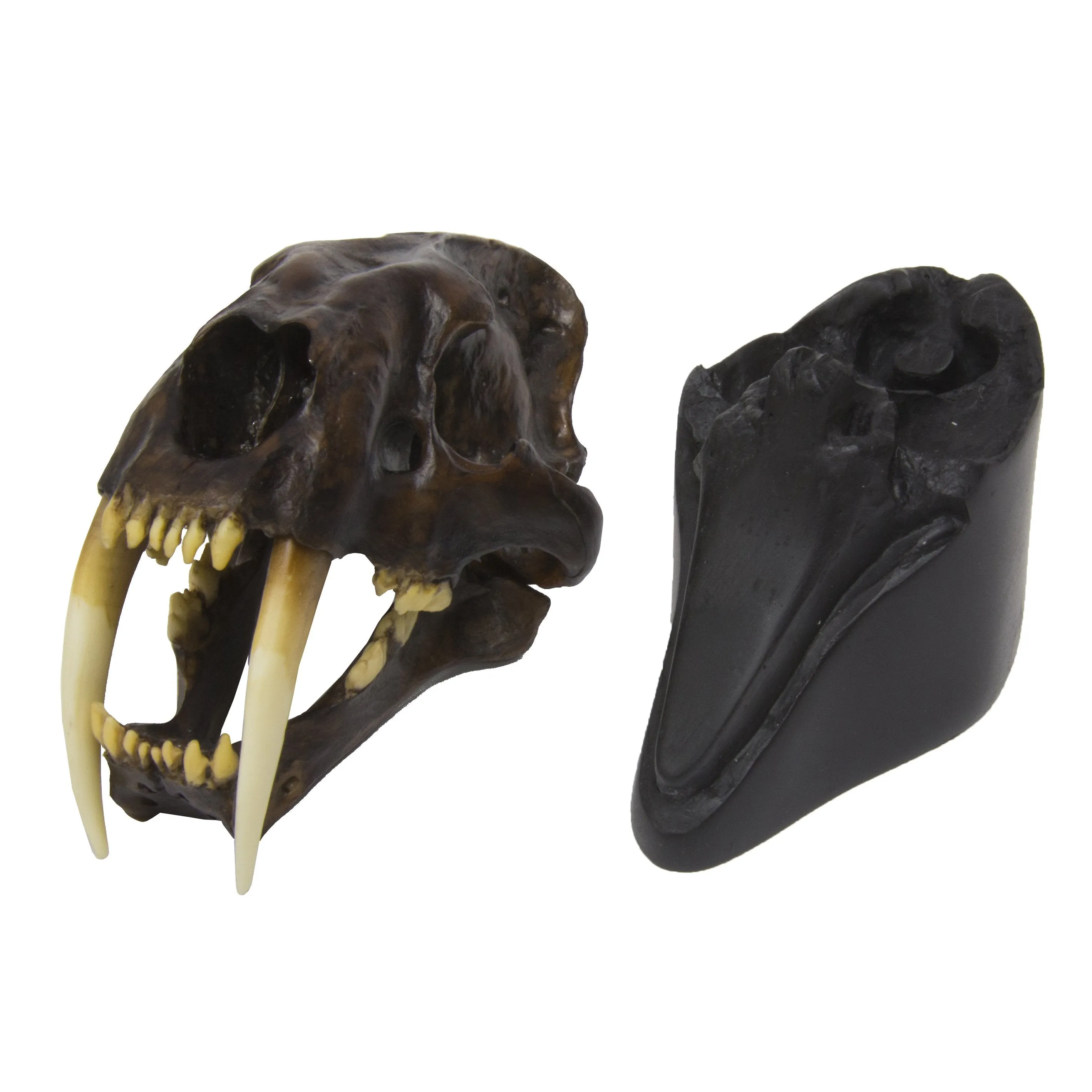 Replica Sabertooth Cat Skull - Tarpit Finish 1:3 Scale