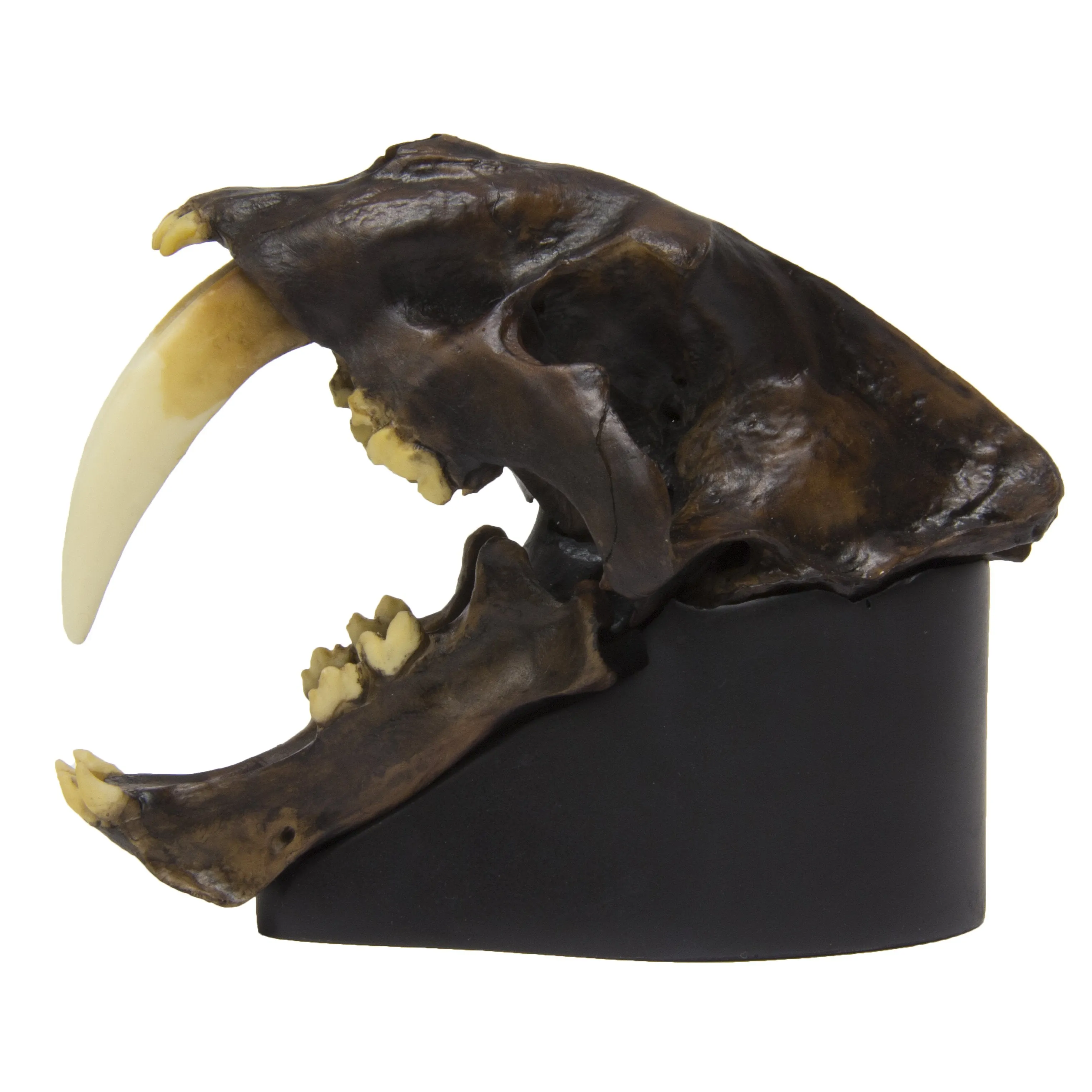 Replica Sabertooth Cat Skull - Tarpit Finish 1:3 Scale