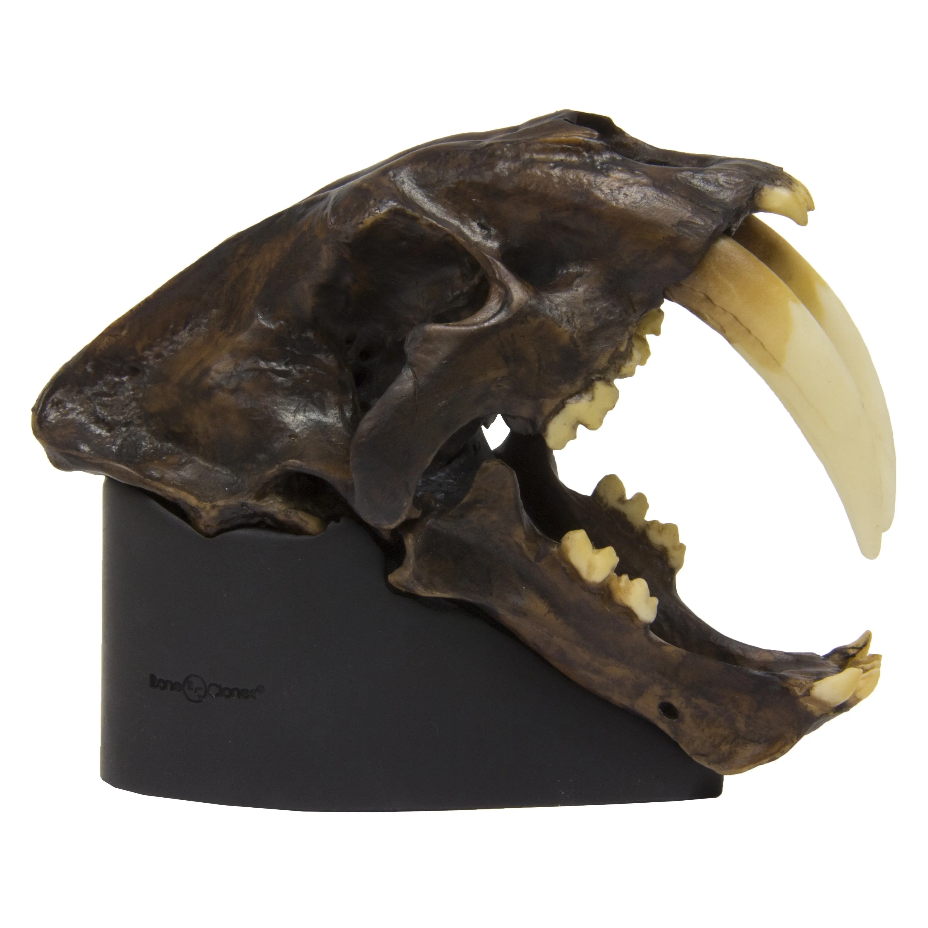 Replica Sabertooth Cat Skull - Tarpit Finish 1:3 Scale