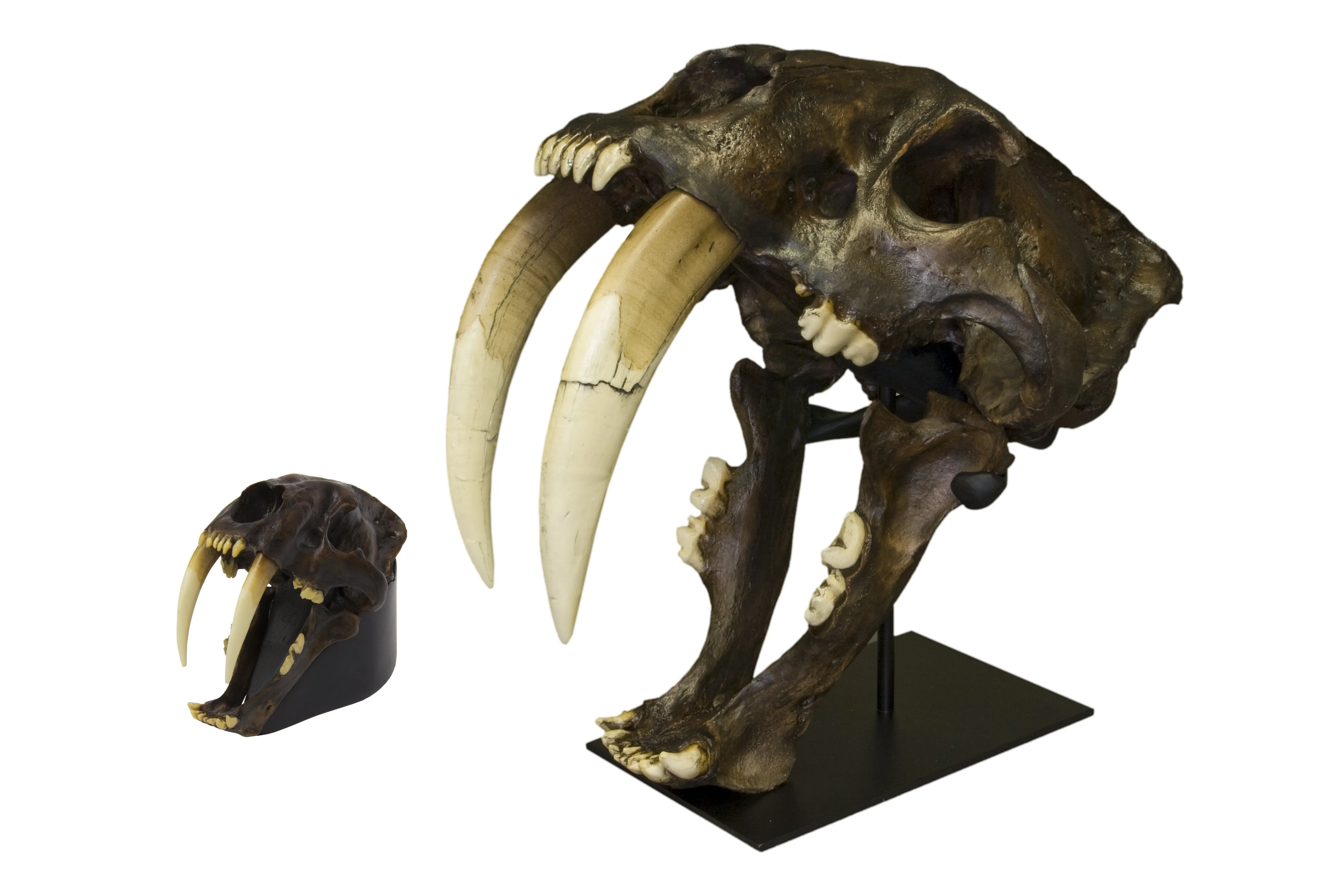 Replica Sabertooth Cat Skull - Tarpit Finish 1:3 Scale