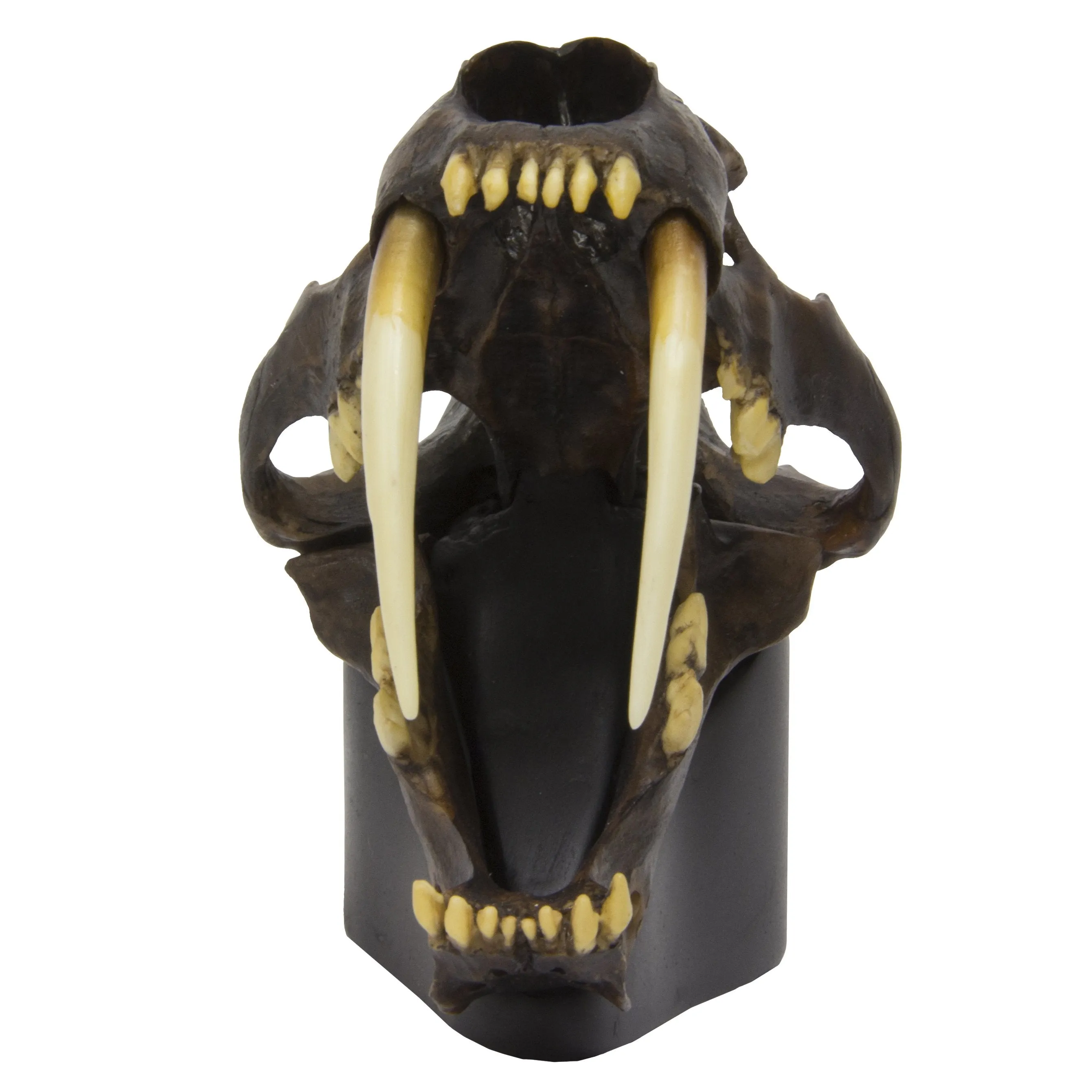 Replica Sabertooth Cat Skull - Tarpit Finish 1:3 Scale