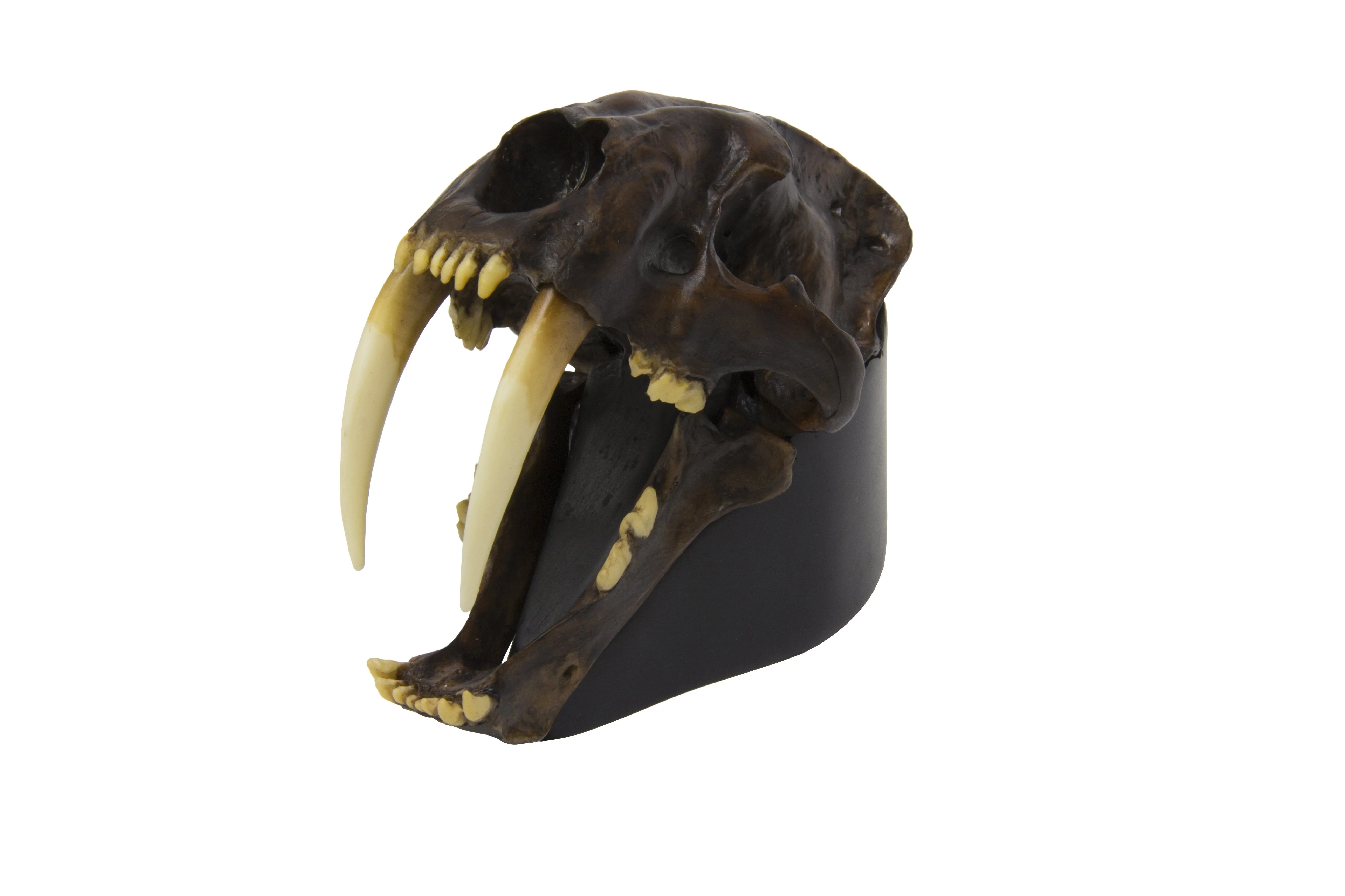 Replica Sabertooth Cat Skull - Tarpit Finish 1:3 Scale