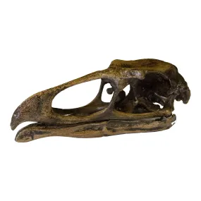 Replica Teratorn Skull